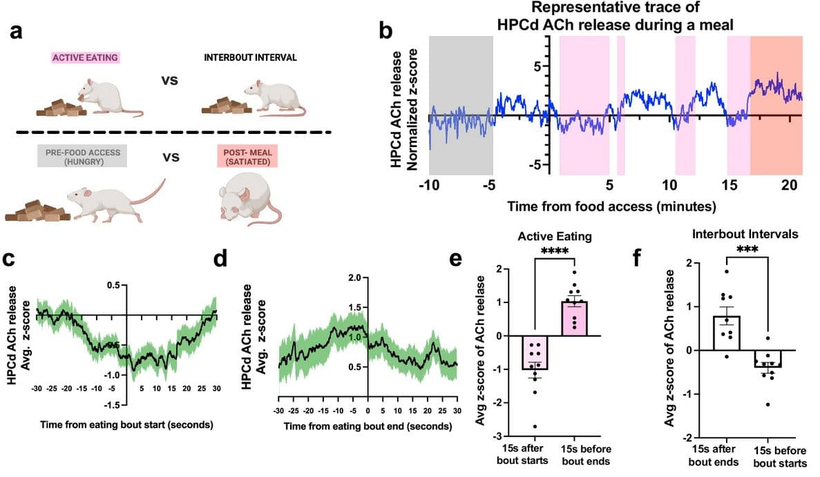 How the Vagus Nerve Promotes Healthy Cognition via Acetylcholine Signaling