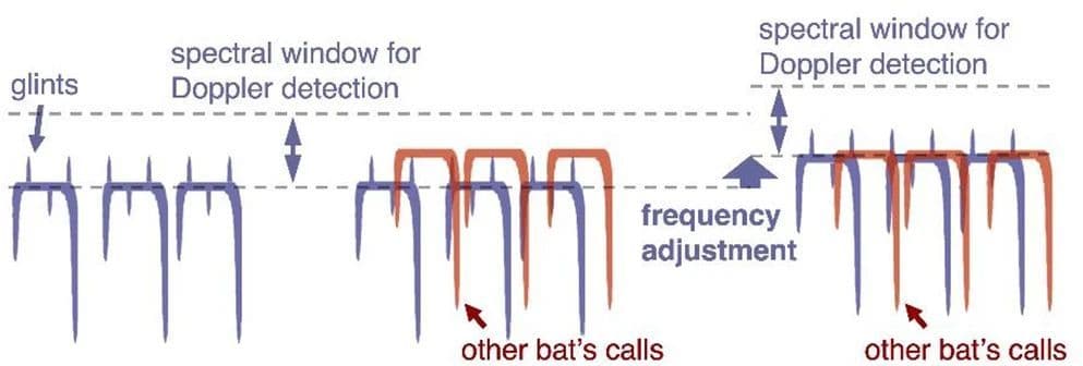 How Bats Prevent Doppler Acoustic Interference