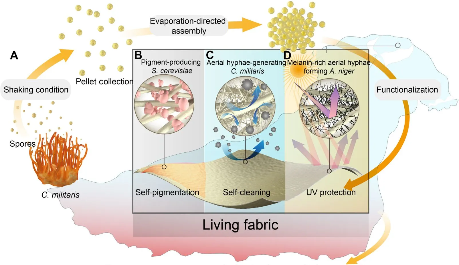 Creating the Greenest Possible Clothing with Living Fungi