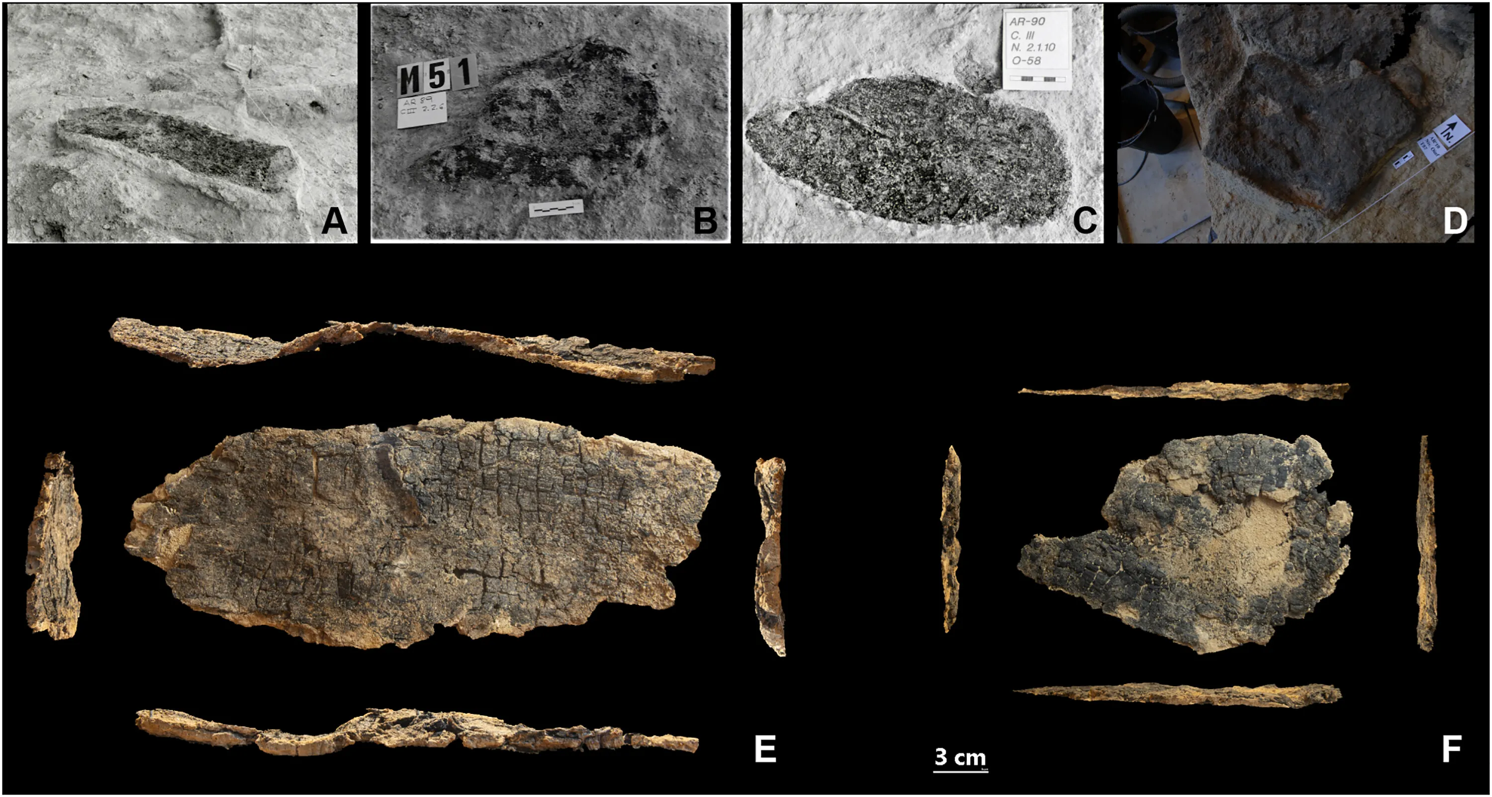 Unique Archeological Discovery Sheds Light on Neanderthal Wooden Tool Usage